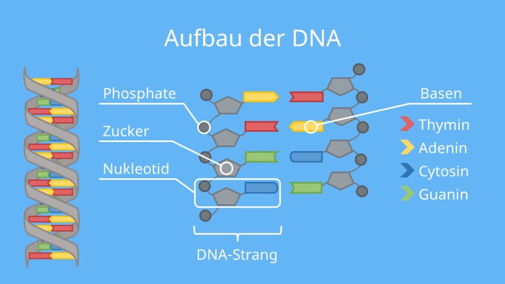 Aufbau der DNA